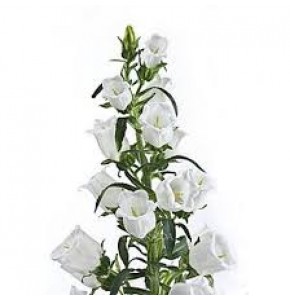 ΚΑΜΠΑΝΟΥΛΑ  ΛΕΥΚΗ  CAMPANULA  CHAMPIONS WHITE
